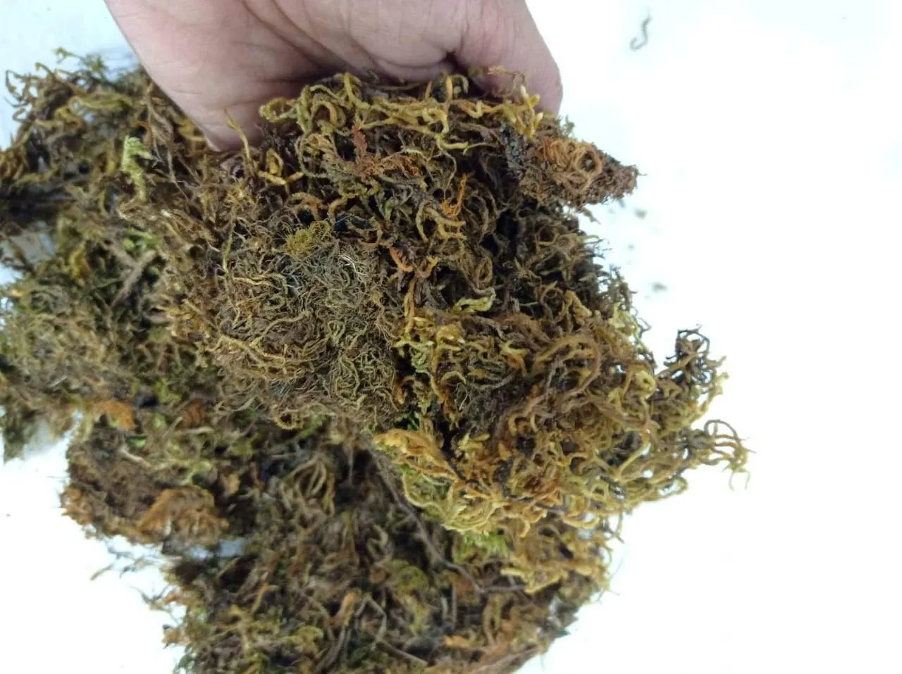 2 Kg Sphagnum Moss -Growing Medium for Plants
